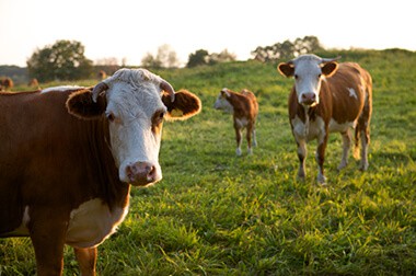 bovine