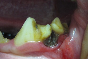 pet dental