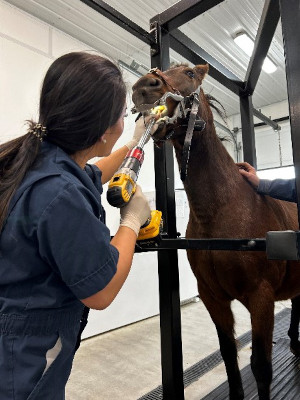 pet dental