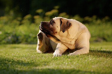 pet allergies
