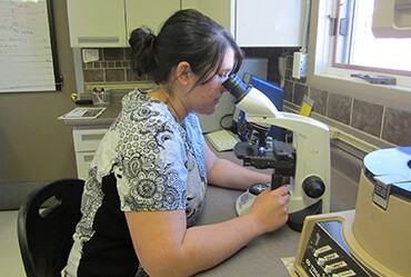 veterinary diagnostics