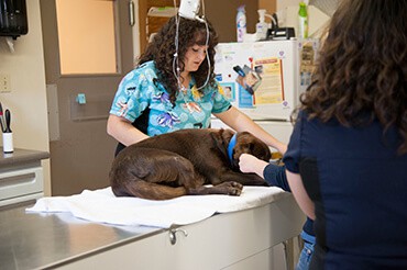 pet pain
