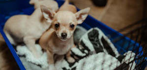 Pet Resources