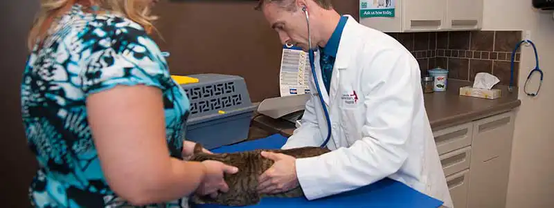 A cat being examined