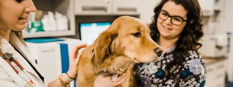 A dog patient being examined