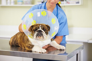 pet surgery