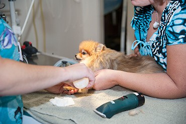 Quality Veterinary Services